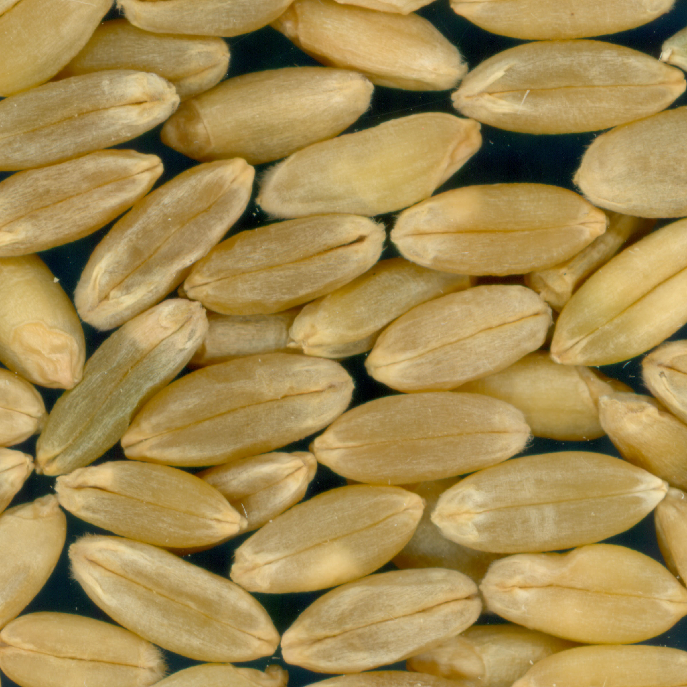 Click for 3 image(s) for this accession. KERNELS